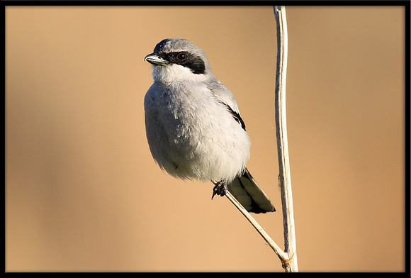 Loggerhead Shrike