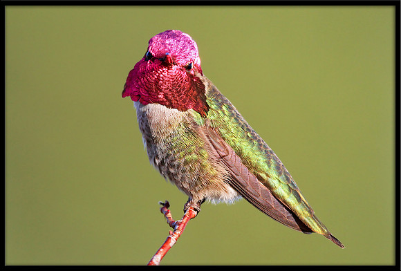 Anna's Hummingbird