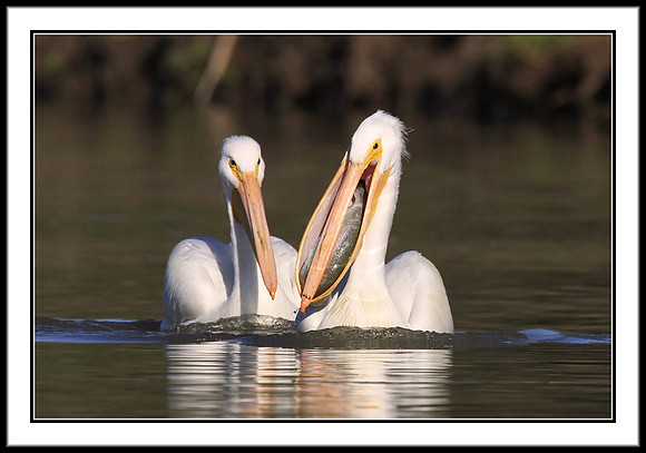Pelican with Rainbow Trout meal