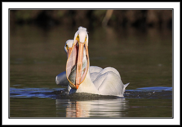 Pelican with Rainbow Trout meal