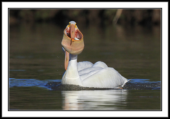 Pelican with Rainbow Trout meal