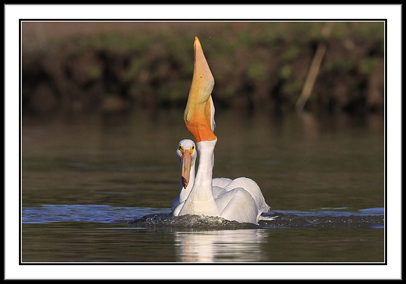 Pelican with Rainbow Trout meal
