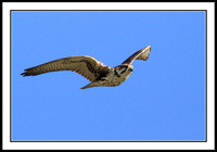 Prairie Falcons