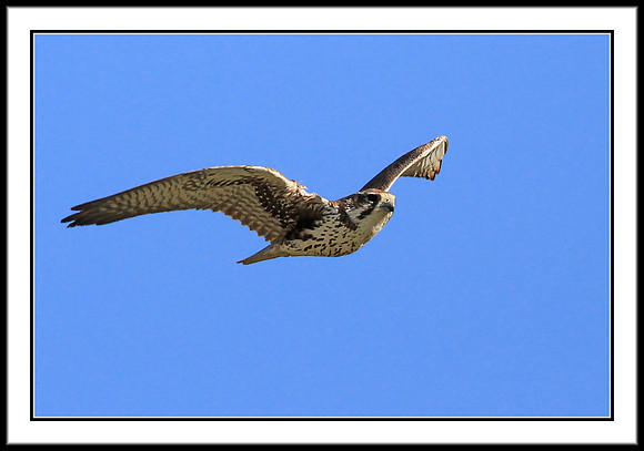 Prairie Falcon - not a good shot, just for the record.