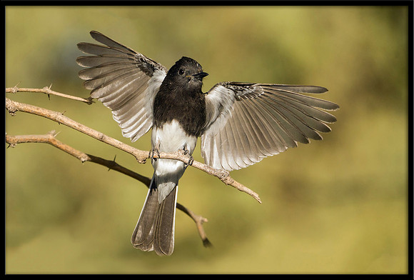 Black Phoebe