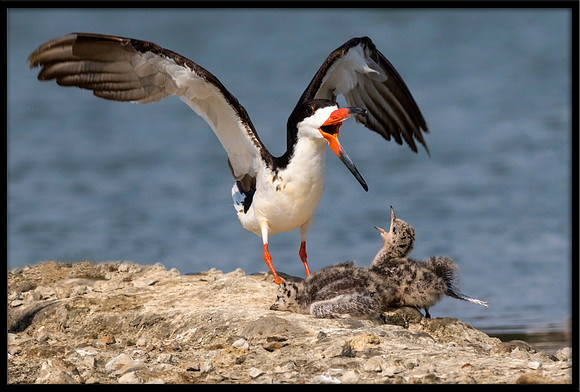 Black Skimmer Attacking 15-Day Old Forster's Tern Chicks