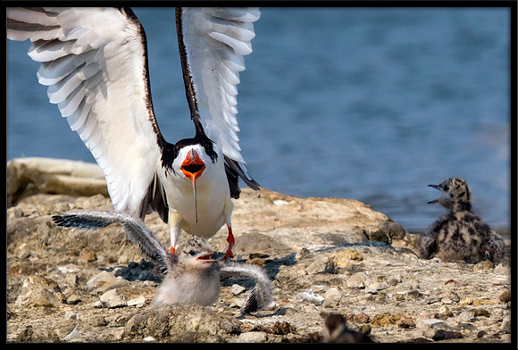 Black Skimmer Attacking 15-Day Old Forster's Tern Chicks