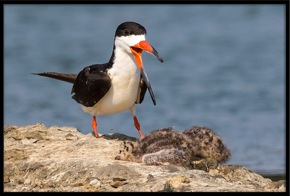 Black Skimmer Attacking 15-Day Old Forster's Tern Chicks