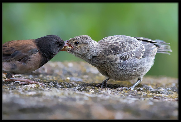 Dark-eyed Junco Feeding - Day 16 out of nest