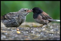 Dark-eyed Junco Feeding - Day 16 out of nest