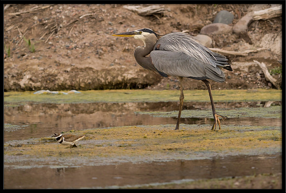 Great Blue Heron Arrives And Threatens Killdeer Chicks