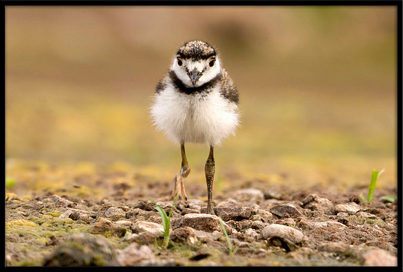 Killdeer Chick