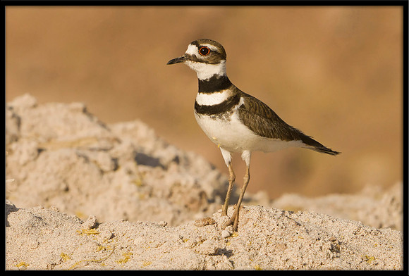 Killdeer