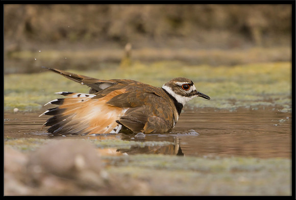 Killdeer Performs Broken-wing Display To Distract Heron From Chicks