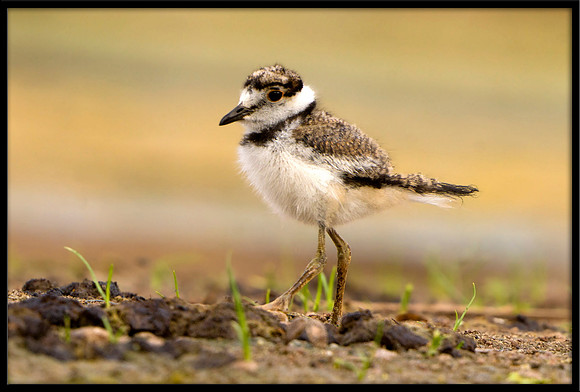 Killdeer Chick