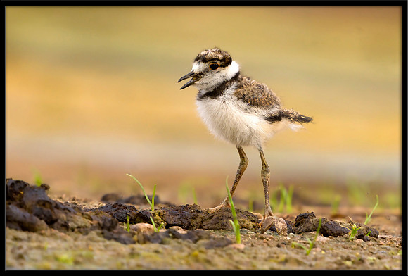 Killdeer Chick