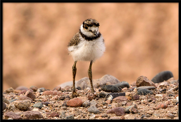 Killdeer Chick Safe From Great Blue Heron