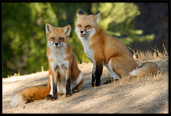 Red Foxes