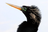 Anhinga portrait