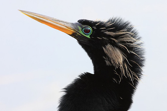 Anhinga portrait