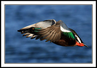 Northern Shoveler