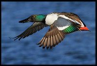 Northern Shoveler