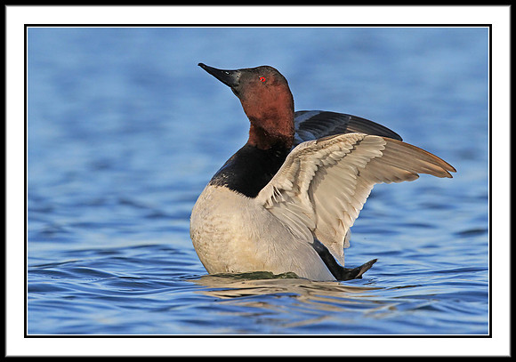 Canvasback