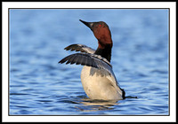 Canvasback