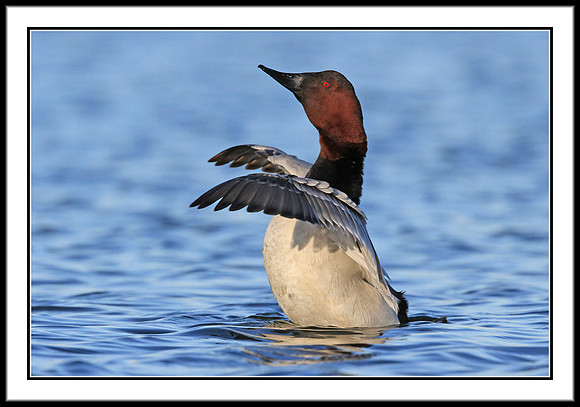 Canvasback