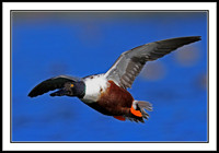 Northern Shoveler