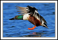 Northern Shoveler landing