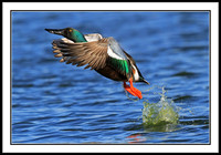 Northern Shoveler takes off