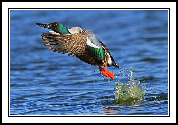 Northern Shoveler takes off