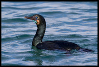 Brandts Cormorant