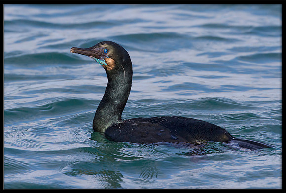 Brandts Cormorant