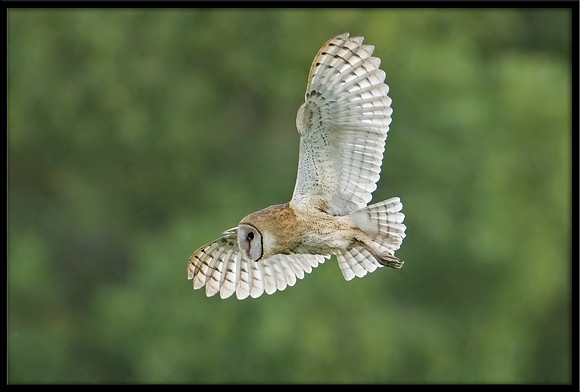 Barn Owl