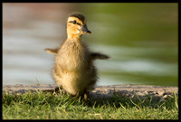 Mallard Duckling