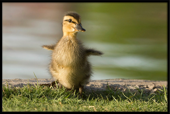Mallard Duckling