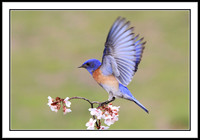 Western Bluebird