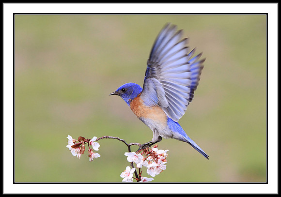 Western Bluebird