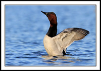 Canvasback