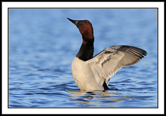 Canvasback