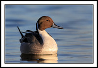 Northern Pintail