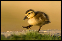Mallard Duckling