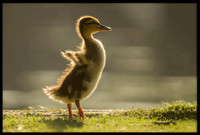 Mallard Duckling