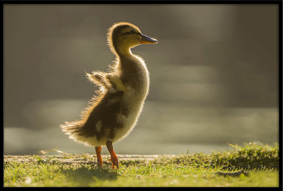 Mallard Duckling