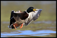 Mallard