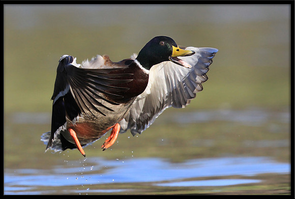 Mallard
