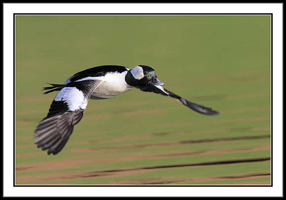 Bufflehead
