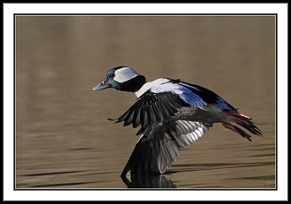 Bufflehead